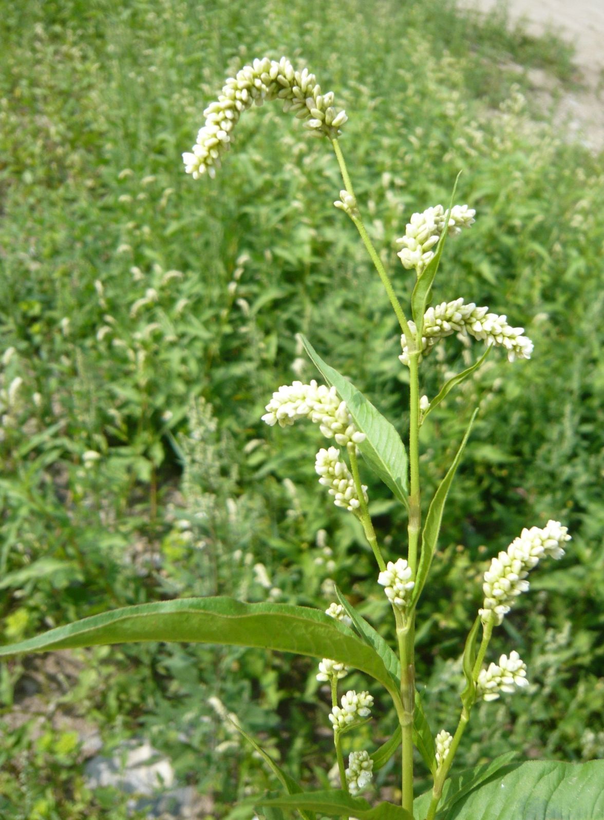 Persicaria lapathipholia (Polygonaceae)