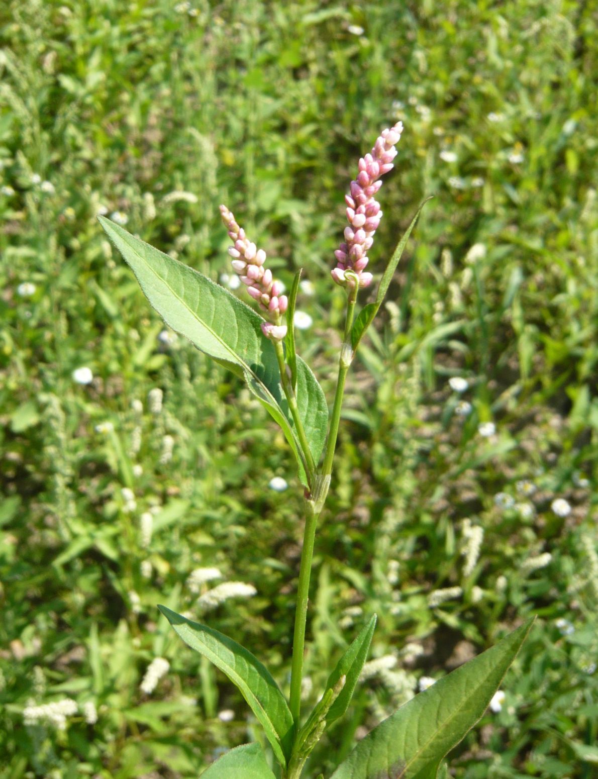 Persicaria lapathipholia (Polygonaceae)