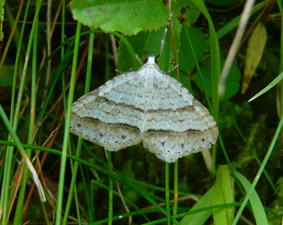 Geometridae ?  S, Mesotype parallelolineata