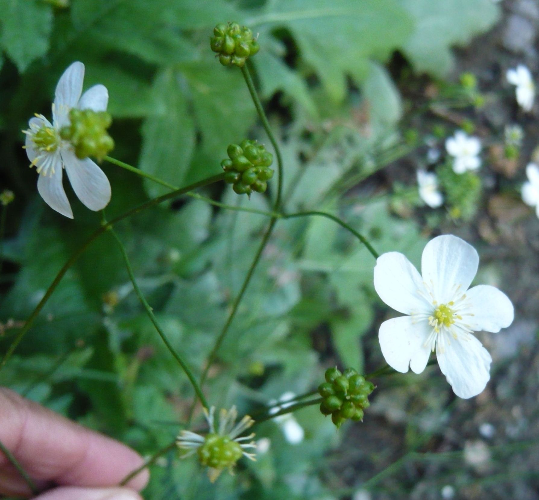 Ranunculus platanifolius