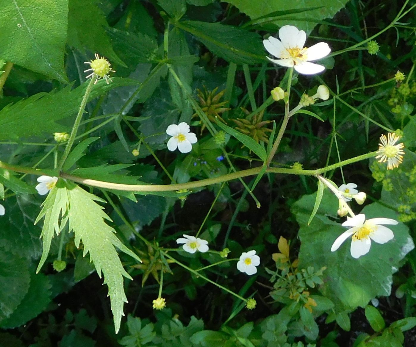 Ranunculus platanifolius