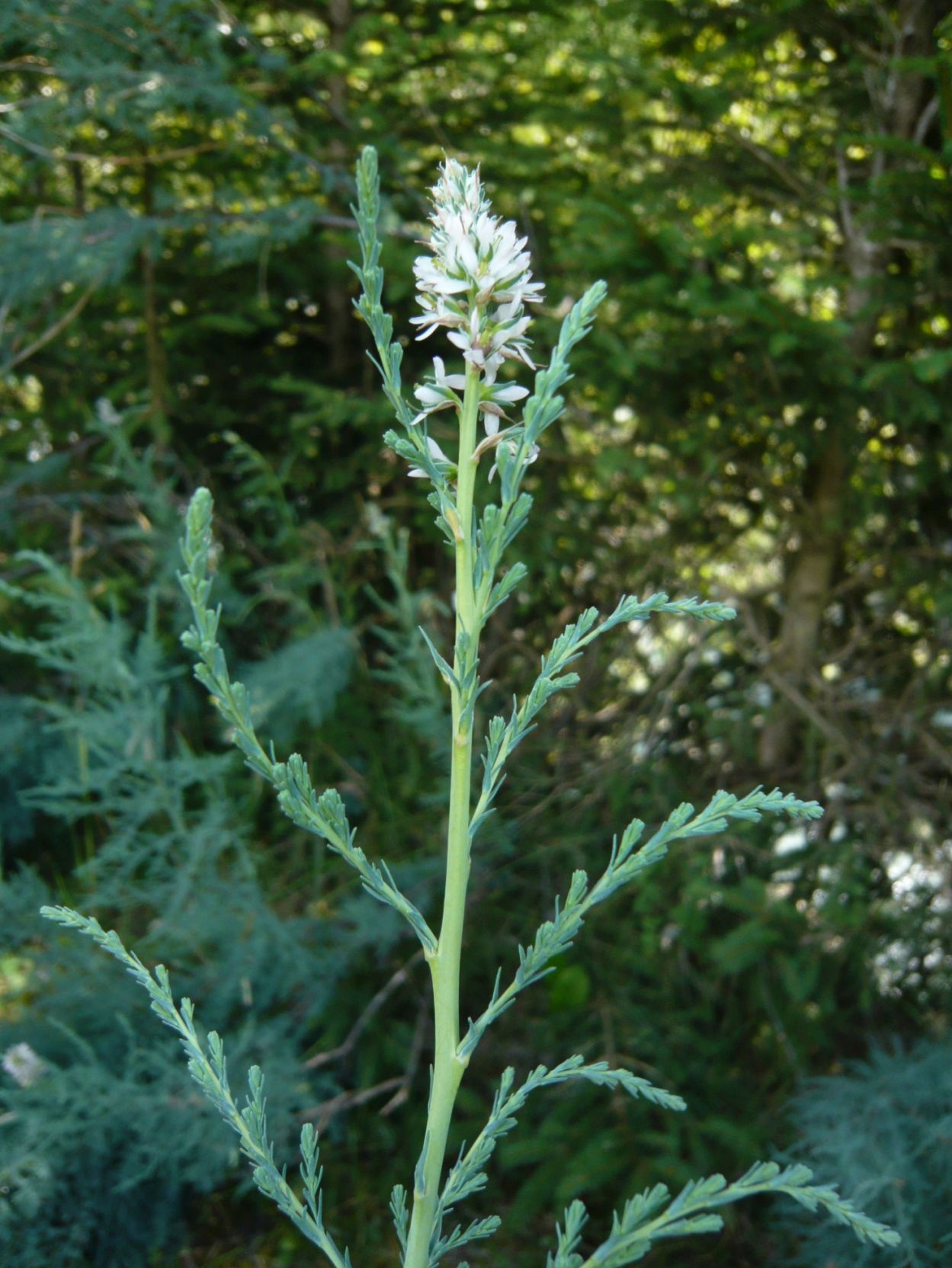 Myricaria germanica / Tamerice alpina