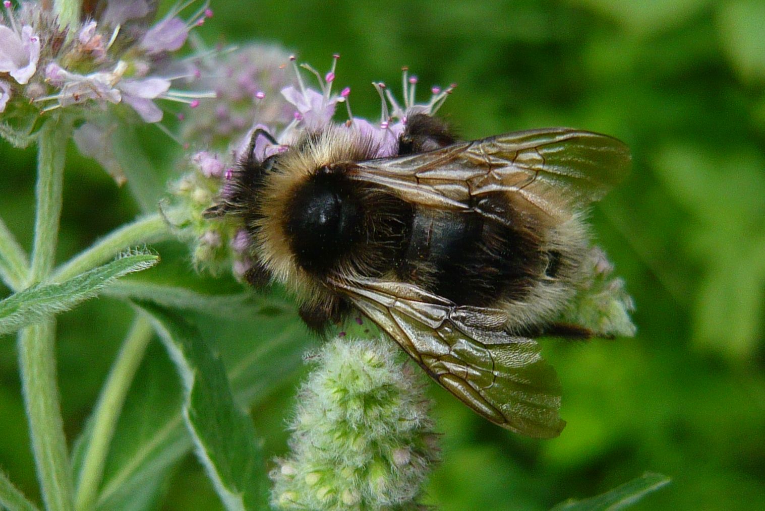 coleottero da determinare 18apr20, No, Bombus cfr. (Psithyrus) sp.