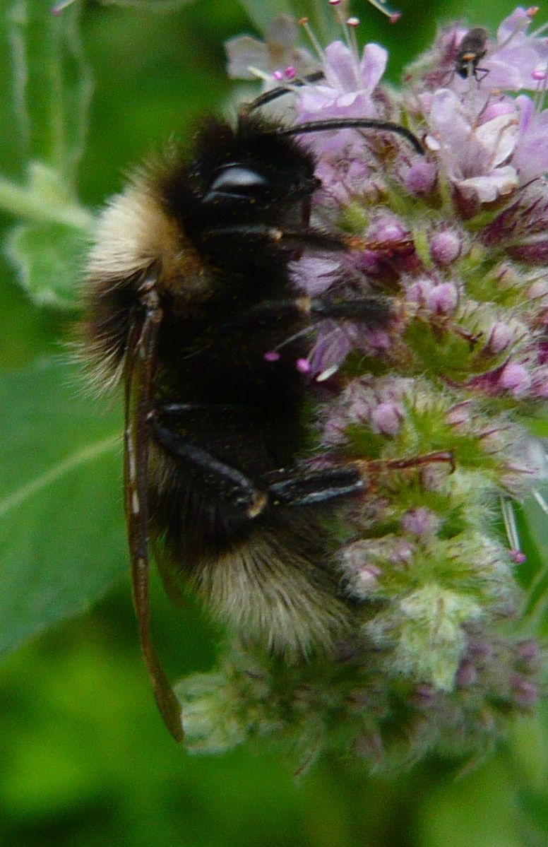 coleottero da determinare 18apr20, No, Bombus cfr. (Psithyrus) sp.