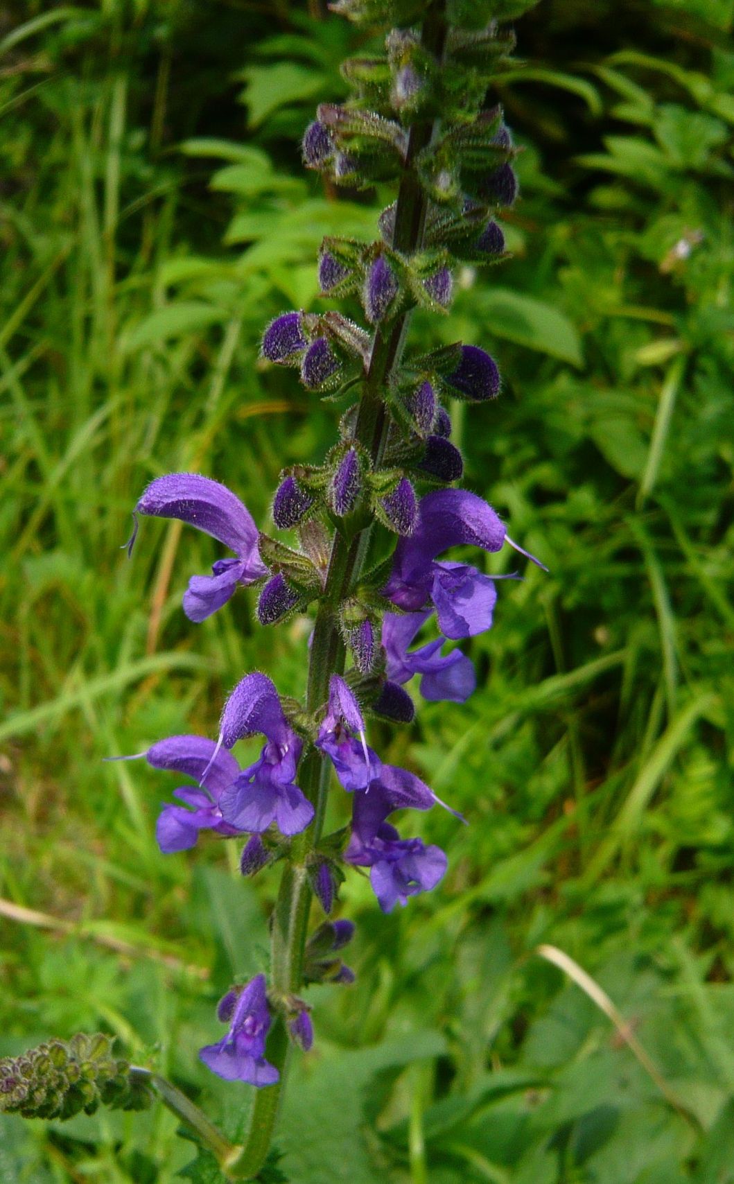 Salvia pratensis