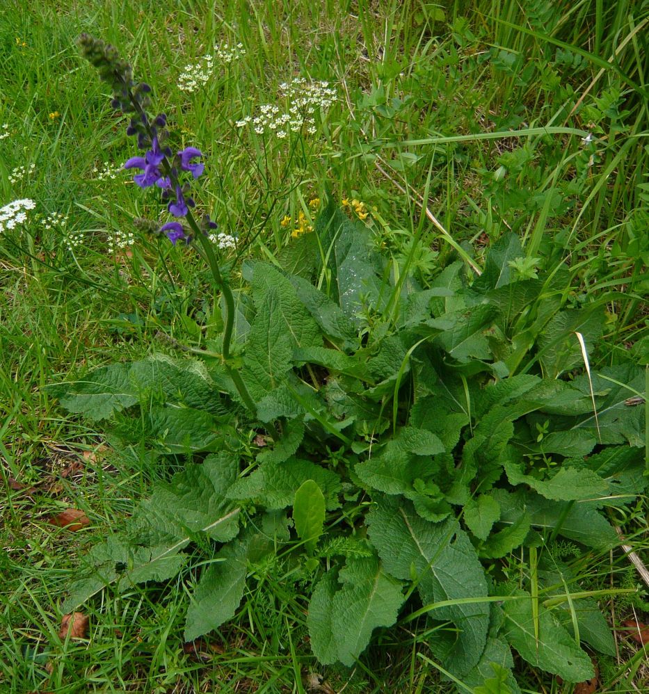 Salvia pratensis