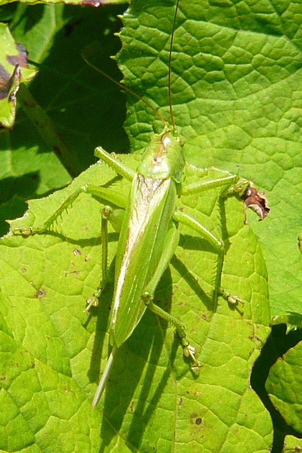 Tettigonia cantans, femmina