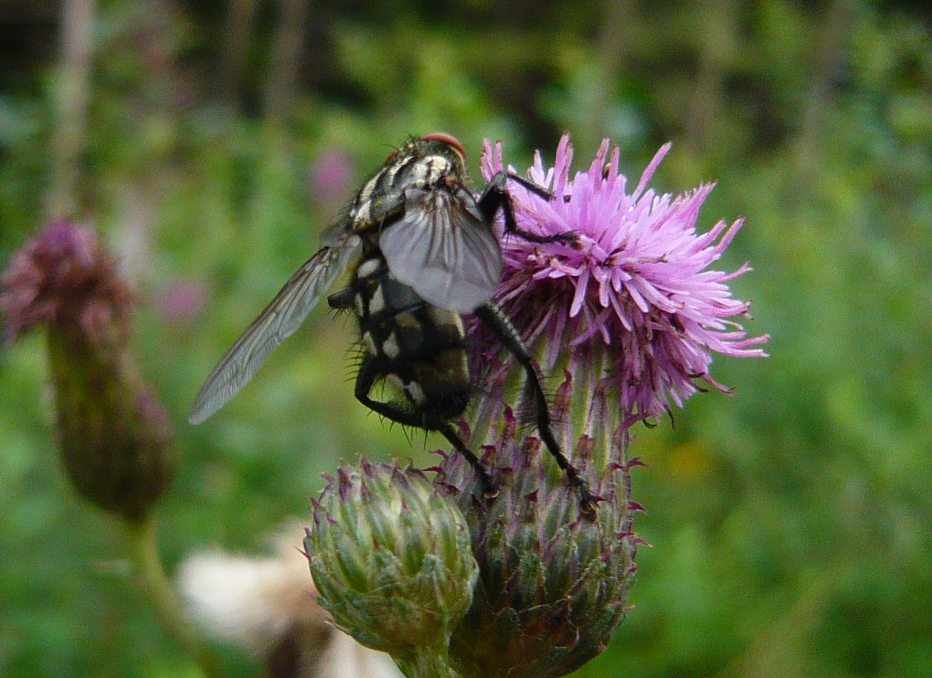 Dittero da determinare: Sarcophaga sp.