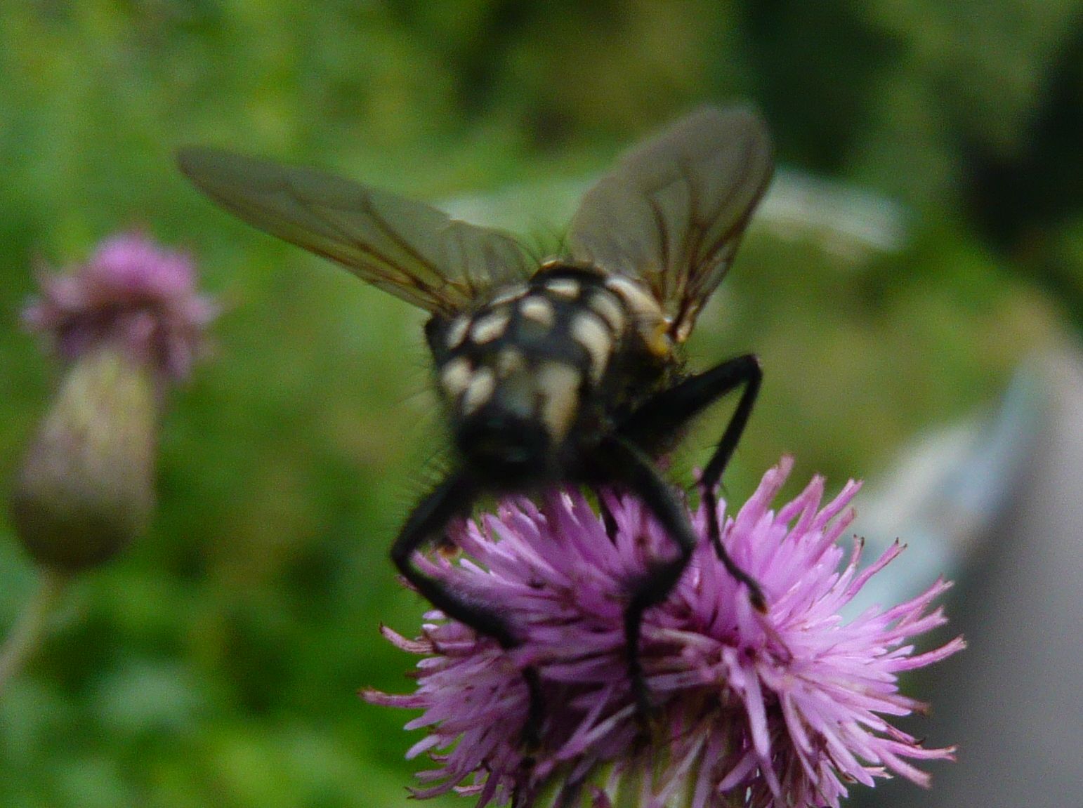 Dittero da determinare: Sarcophaga sp.