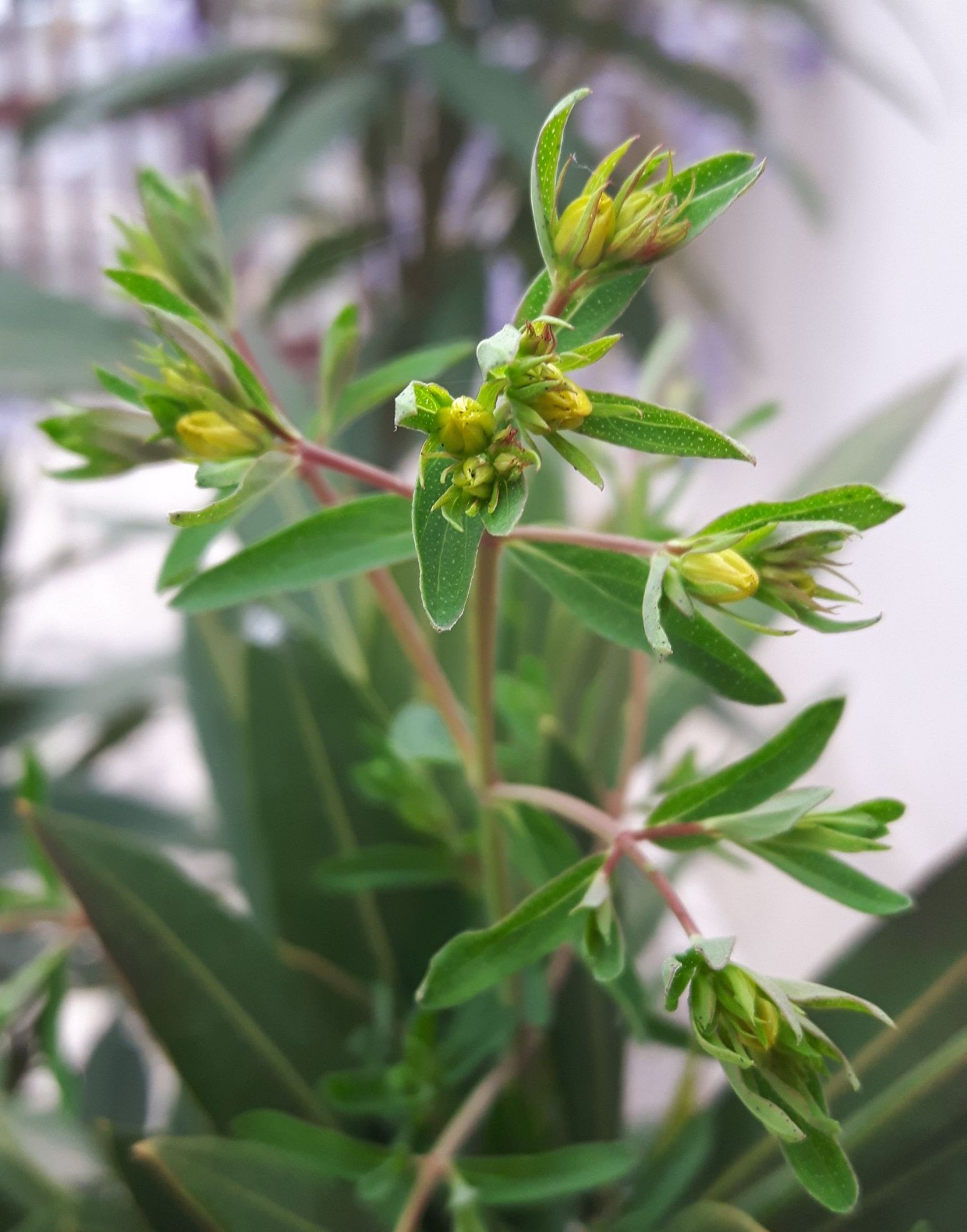 Hypericum sp.