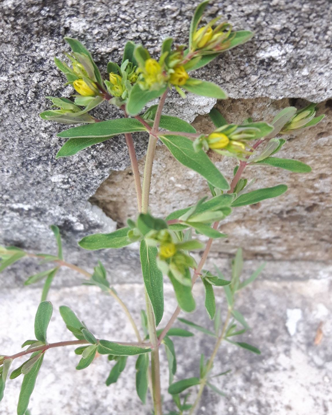 Hypericum sp.