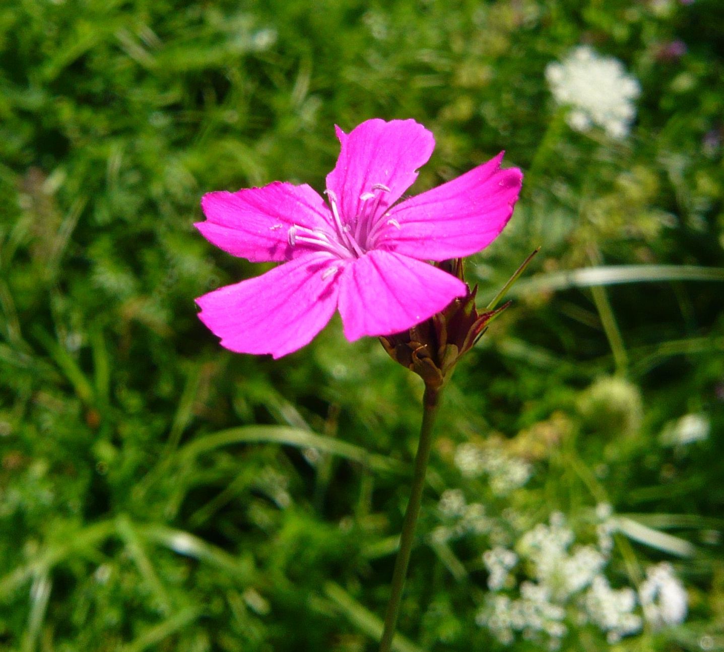 Dianthus cfr. carthusianorum