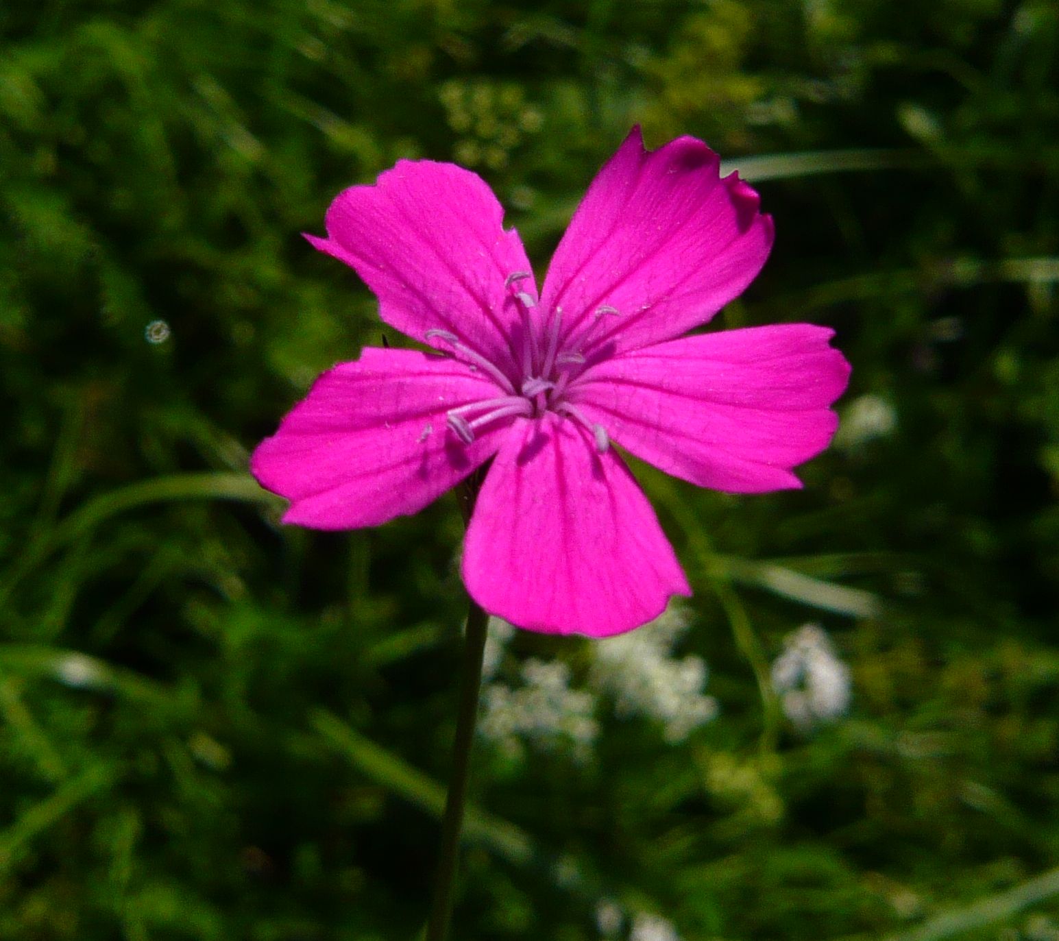 Dianthus cfr. carthusianorum