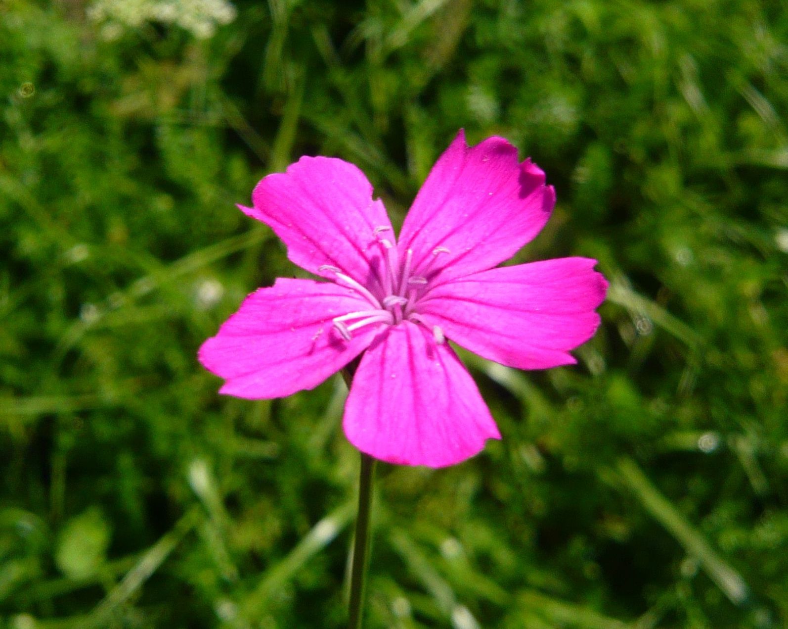 Dianthus cfr. carthusianorum