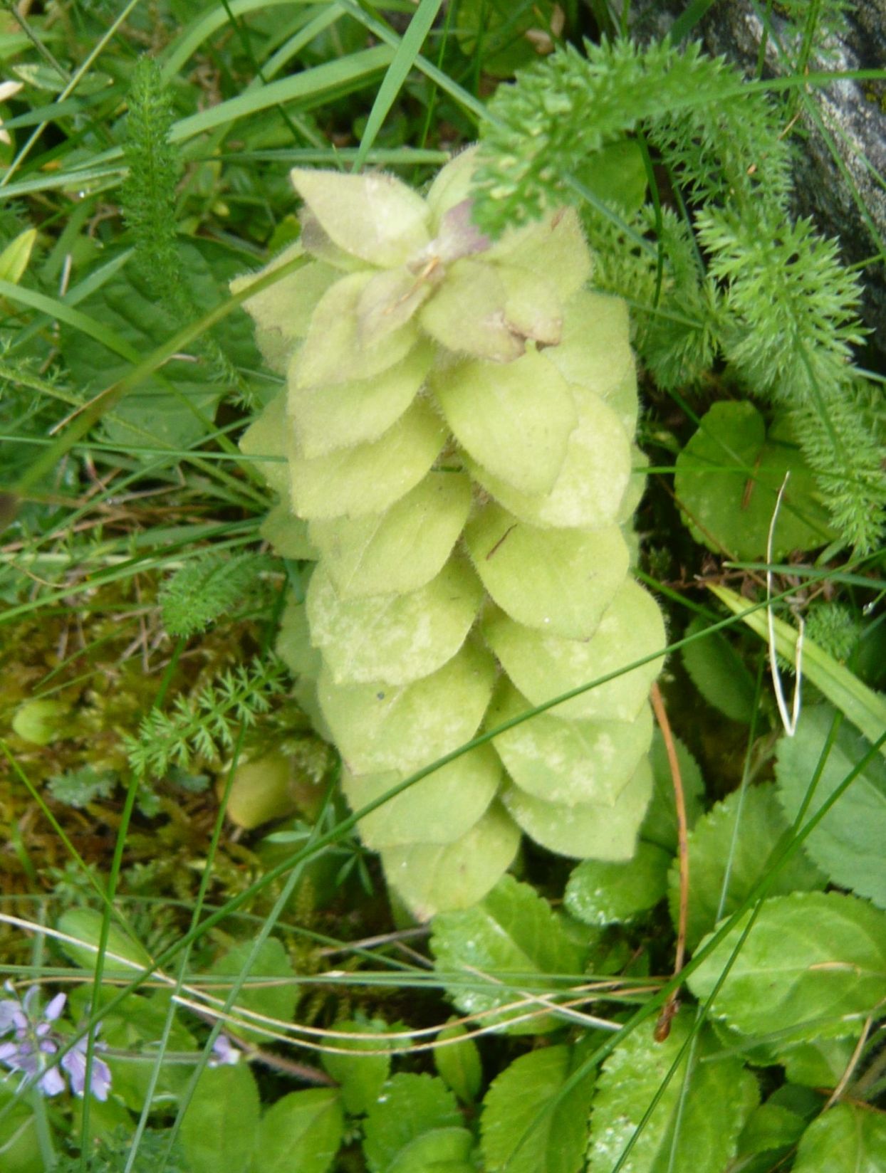 Ajuga pyramidalis