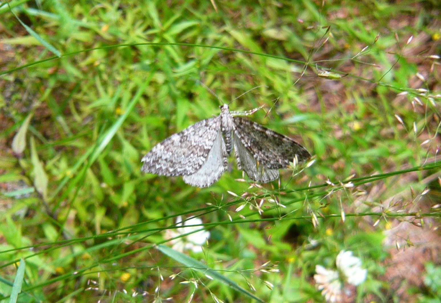 Geometridae da determinare: Entephria caesiata