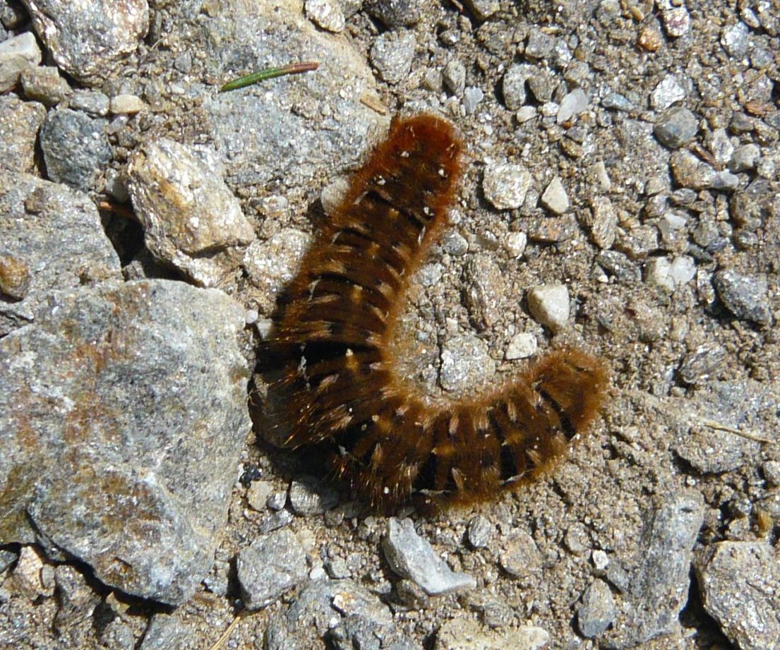 Bruco da deteminare: Lasiocampa (Lasiocampa) quercus - Lasiocampidae