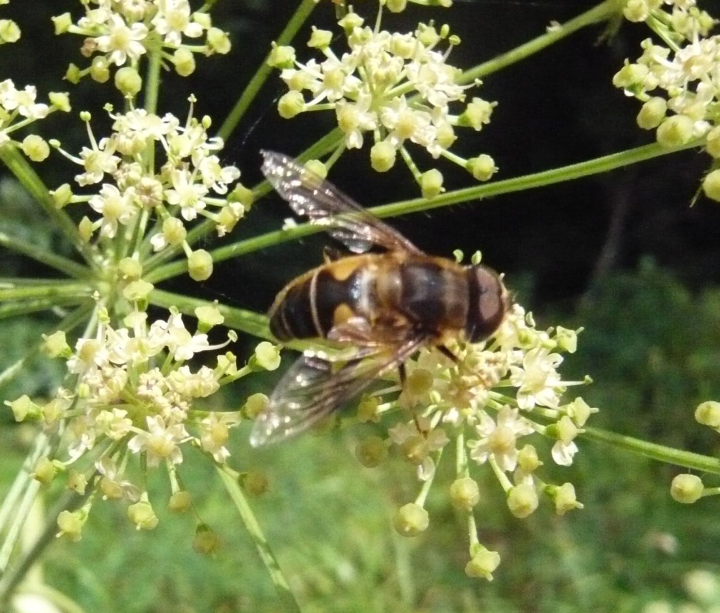 Eristalis cfr. similis (Syrphidae)