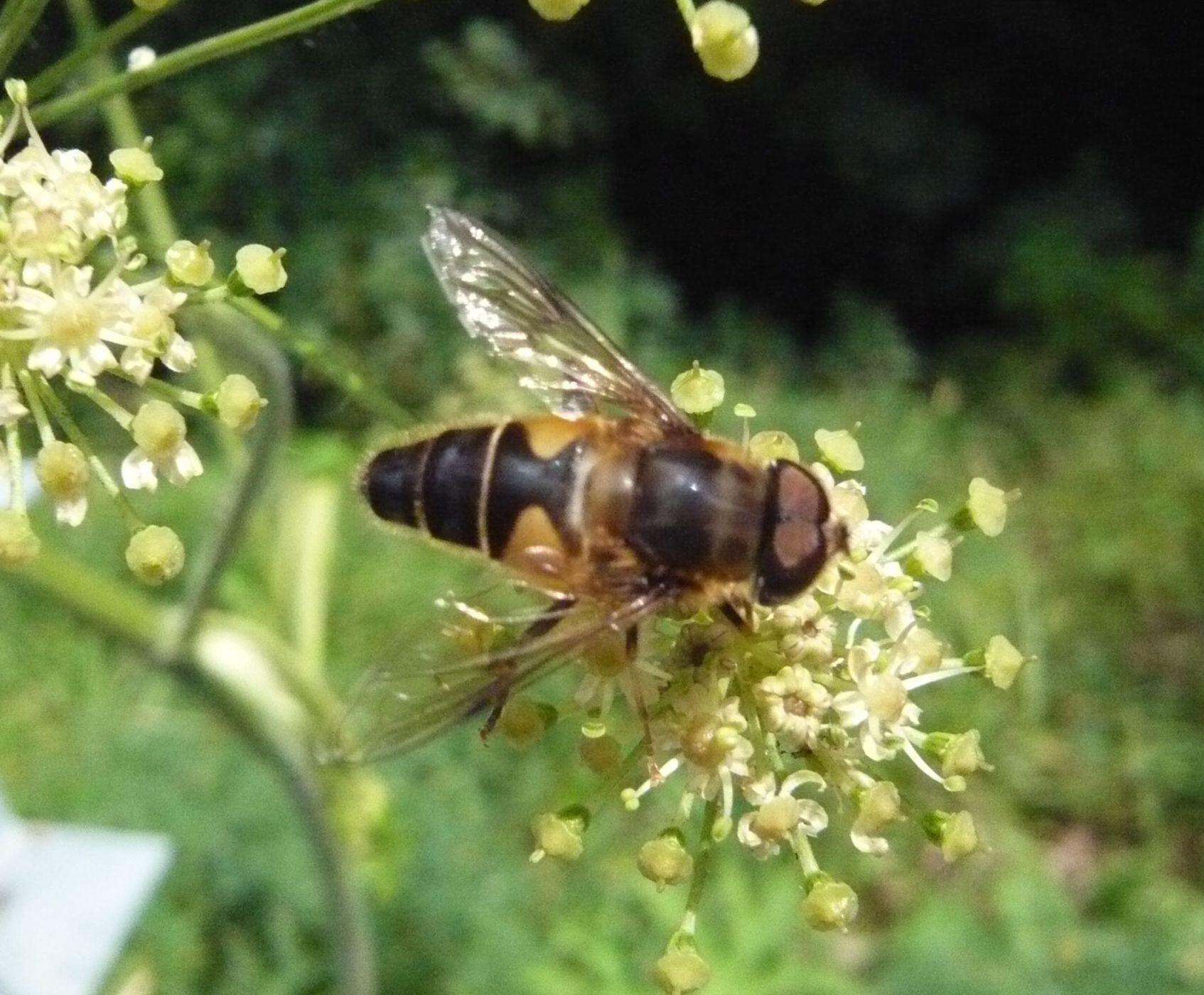 Eristalis cfr. similis (Syrphidae)