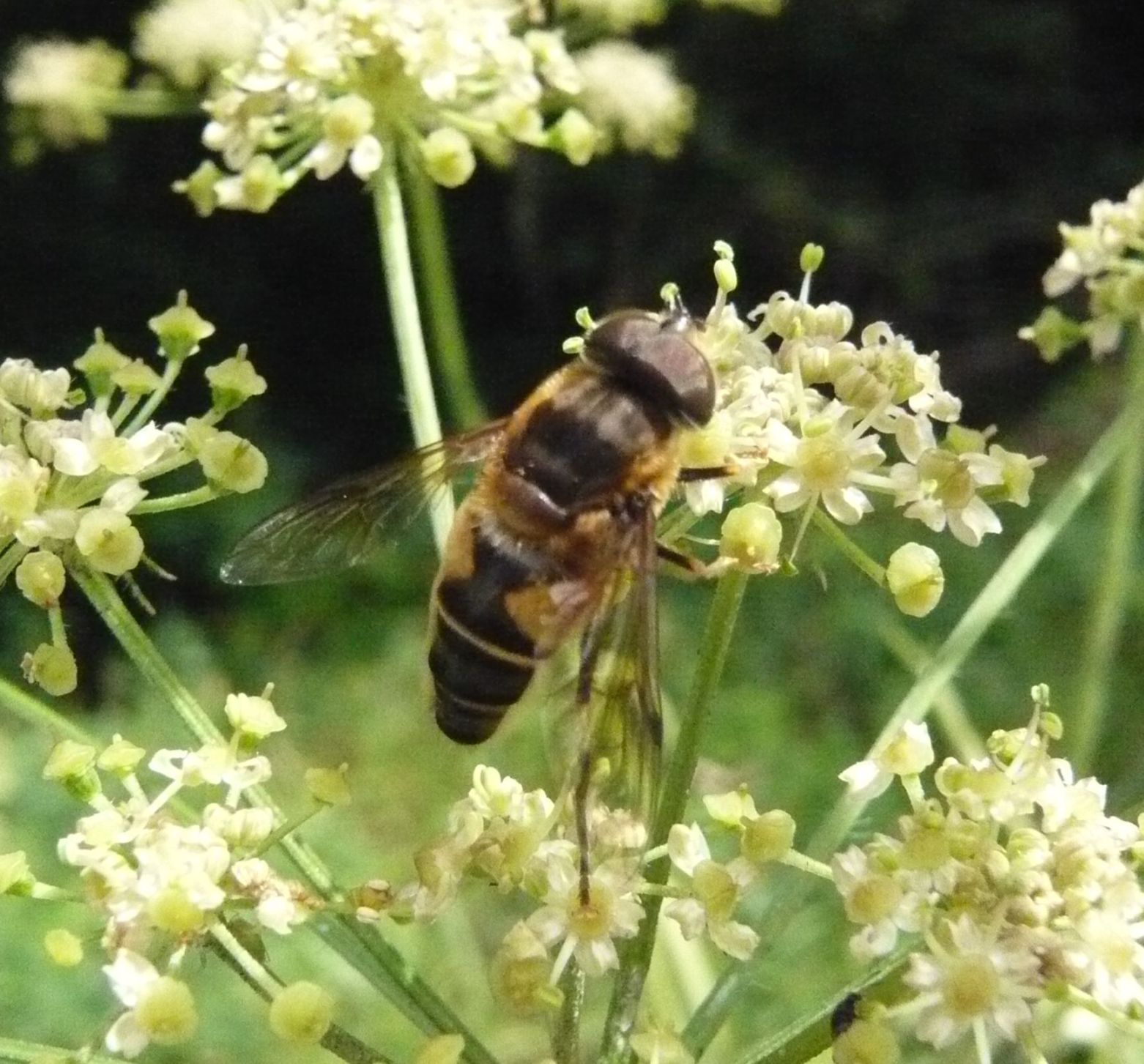 Eristalis cfr. similis (Syrphidae)