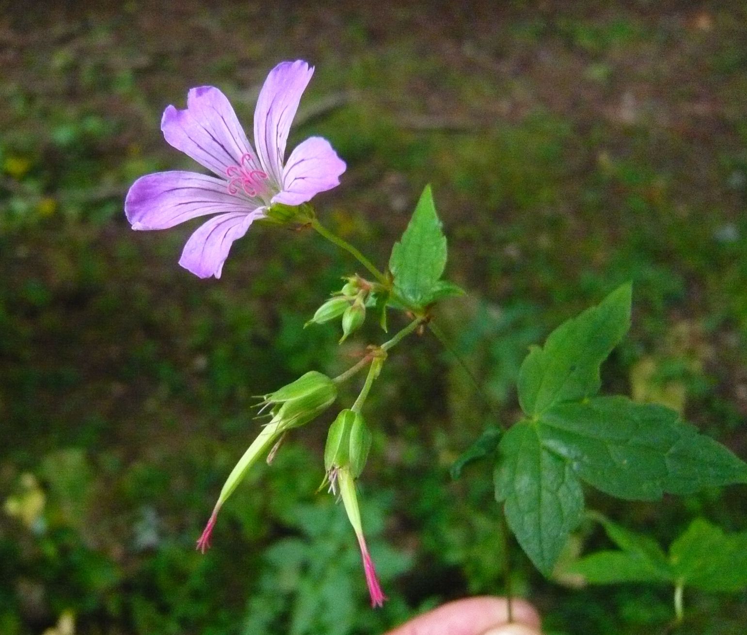 Geranium nodosum / Geranio nodoso