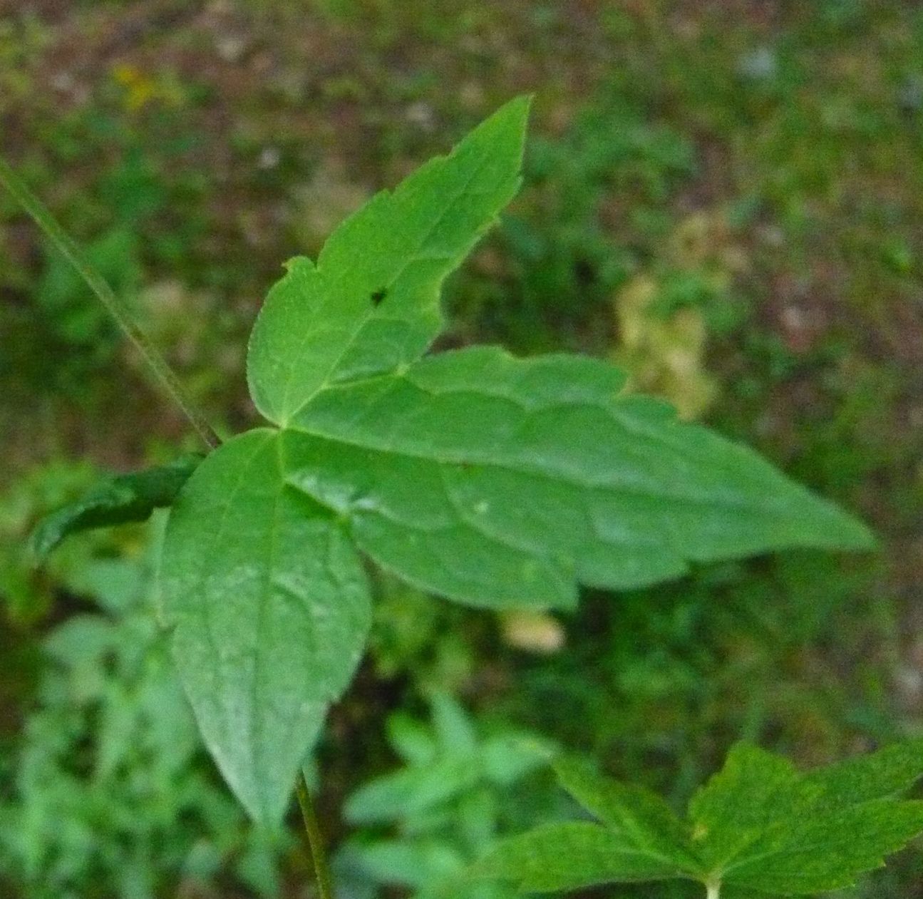 Geranium nodosum / Geranio nodoso