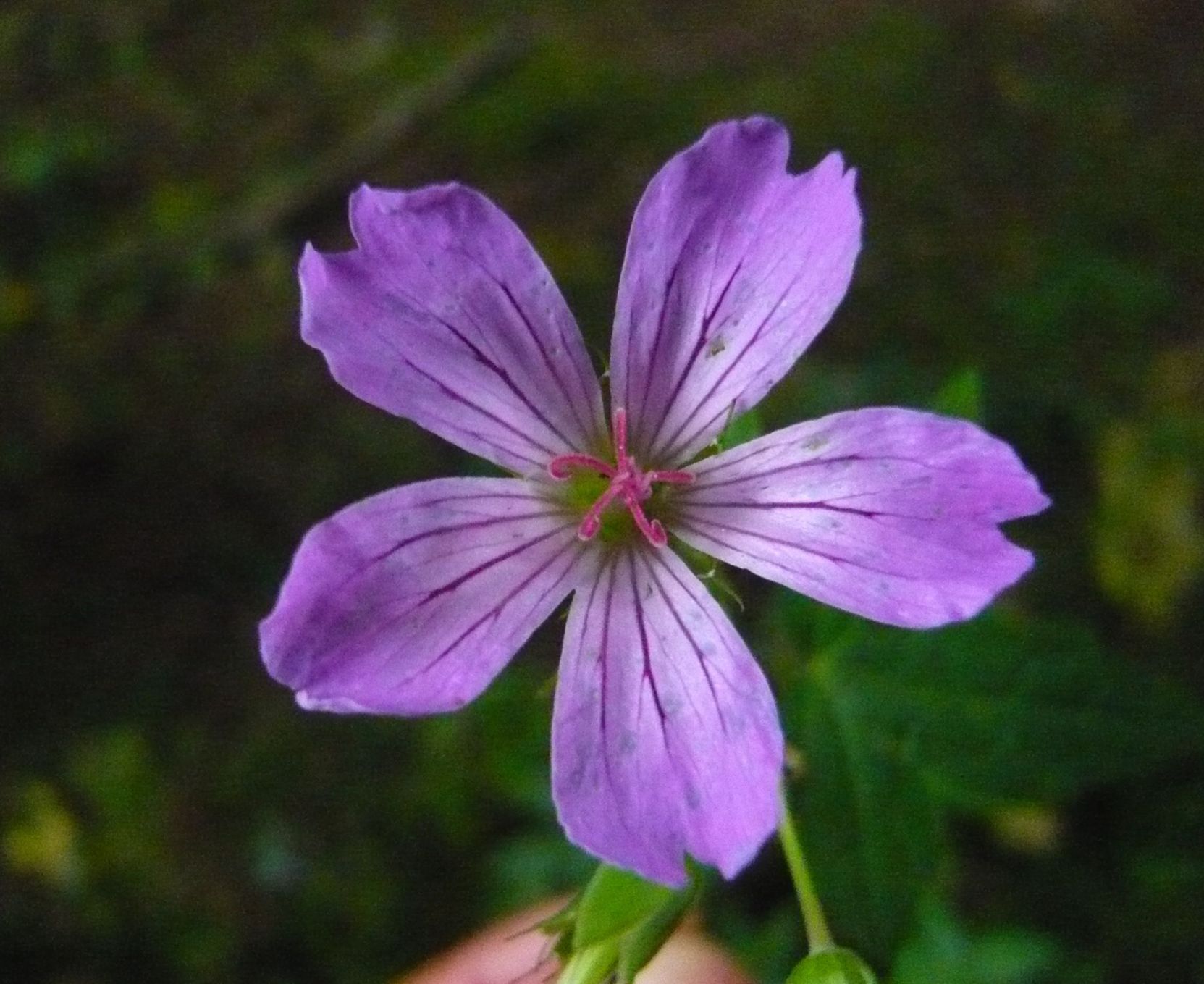 Geranium nodosum / Geranio nodoso