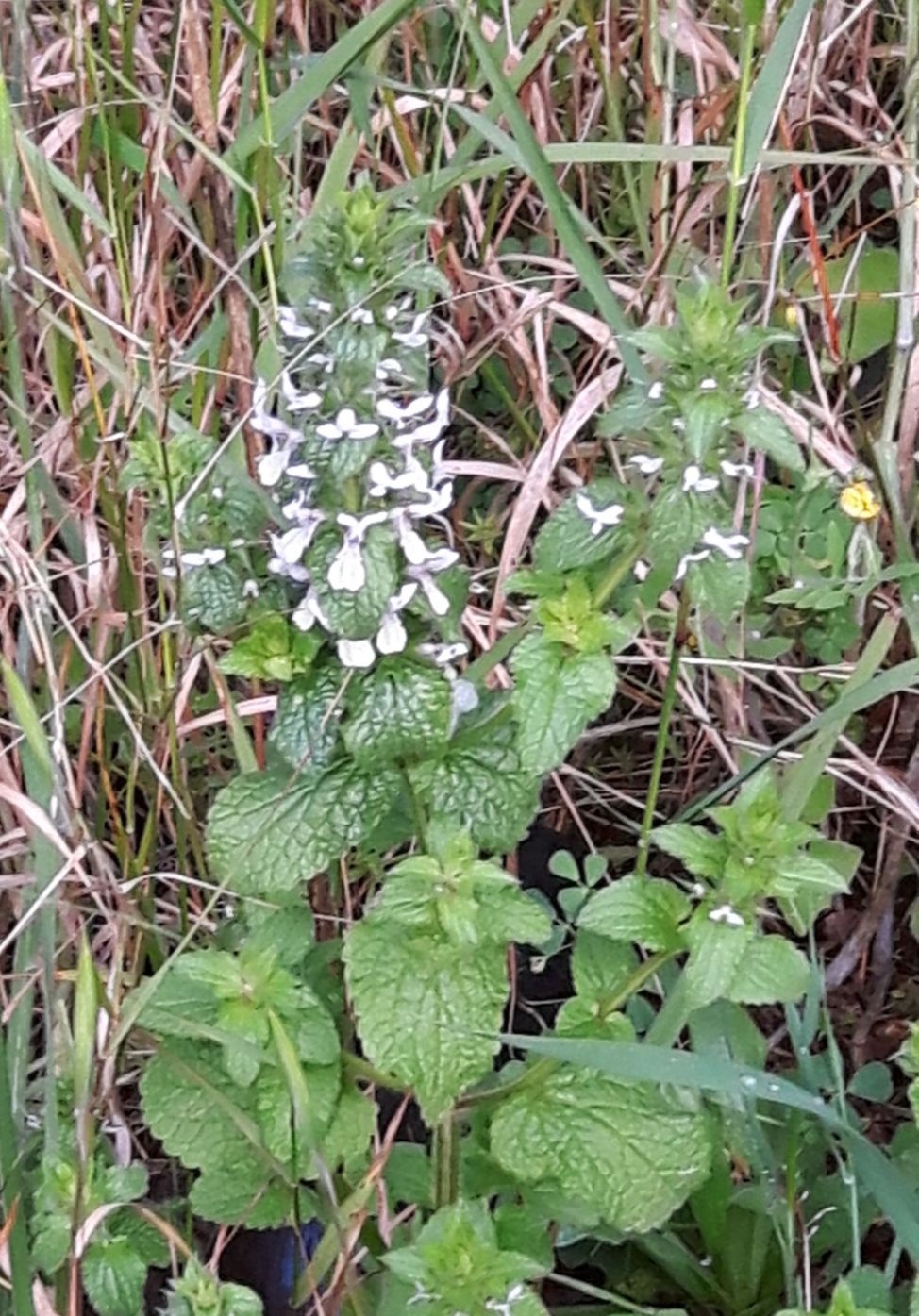 Stachys romana (Lamiaceae)