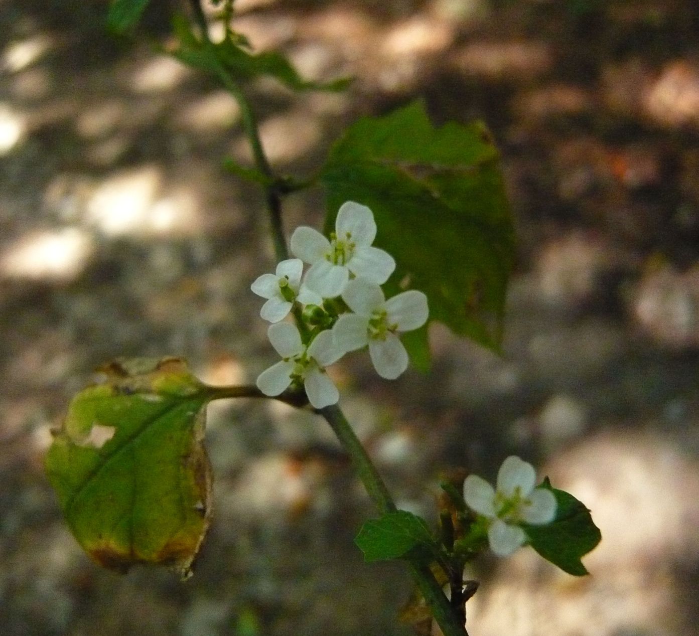 Alliaria petiolata (Brassicaceae)