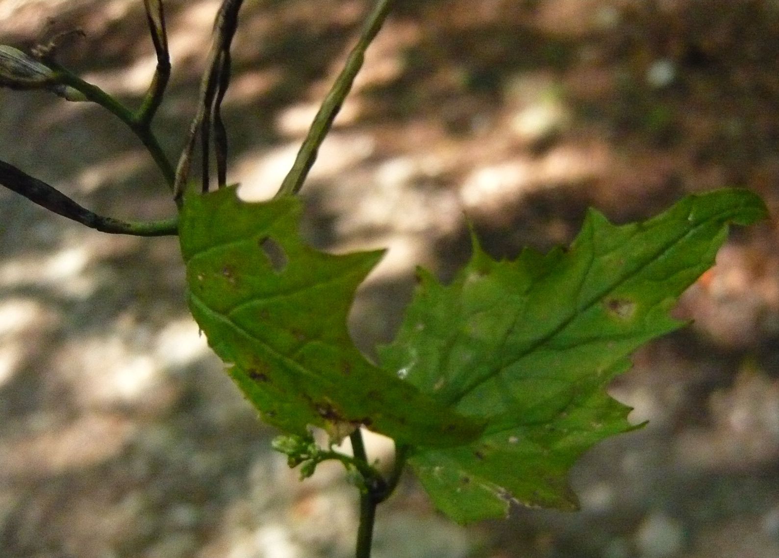 Alliaria petiolata (Brassicaceae)