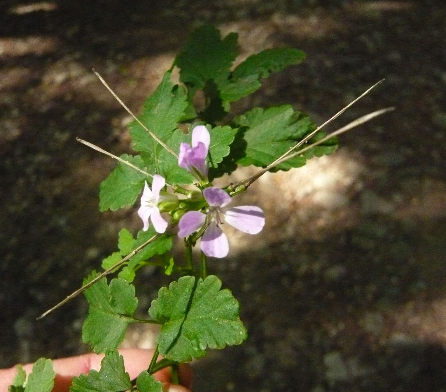 Cardamine chelidonia / Billeri celidonia