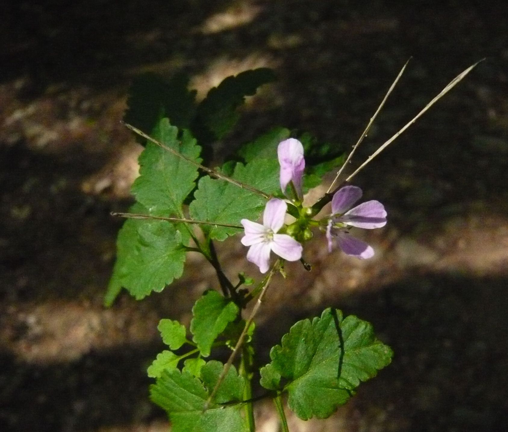 Cardamine chelidonia / Billeri celidonia