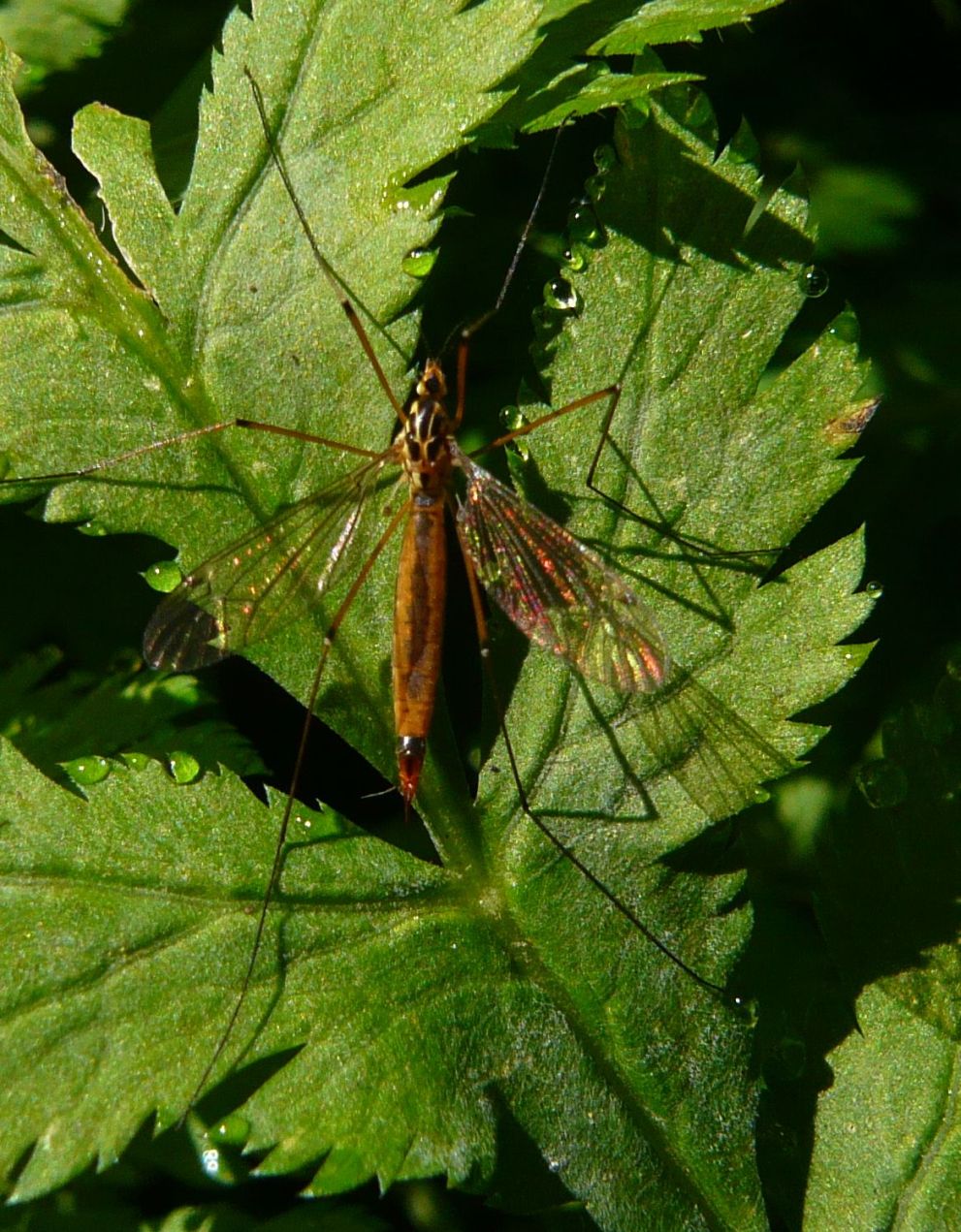 Tipulidae: Nephrotoma sp., femmina