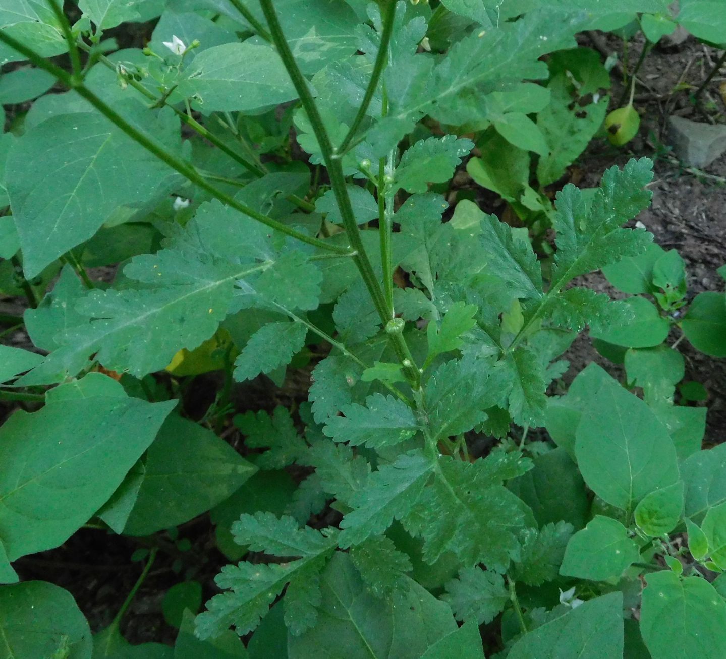 Asteraceae:  Tanacetum parthenium