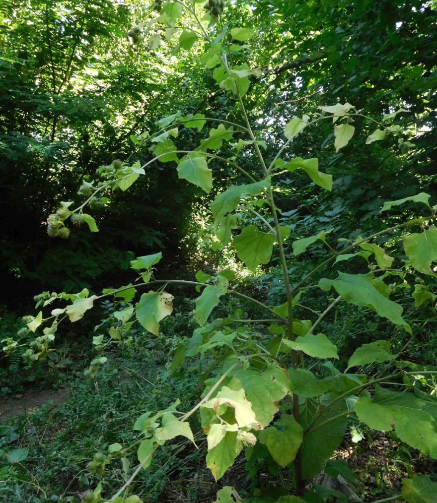 Arctium cfr. minus (Asteraceae)