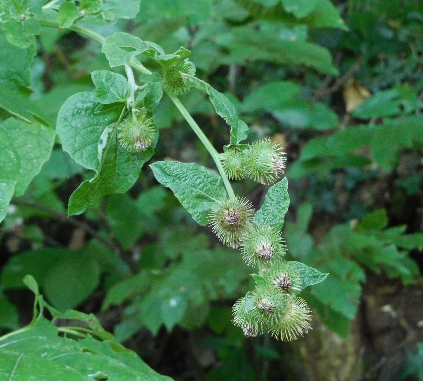 Arctium cfr. minus (Asteraceae)