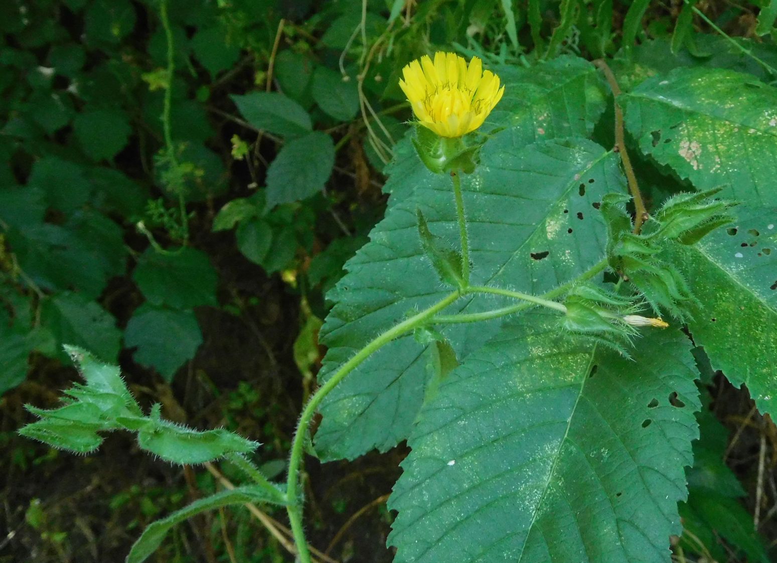 Asteraceae: Helminthotheca echioides