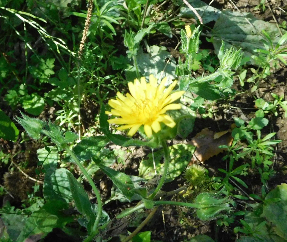 Asteraceae: Helminthotheca echioides