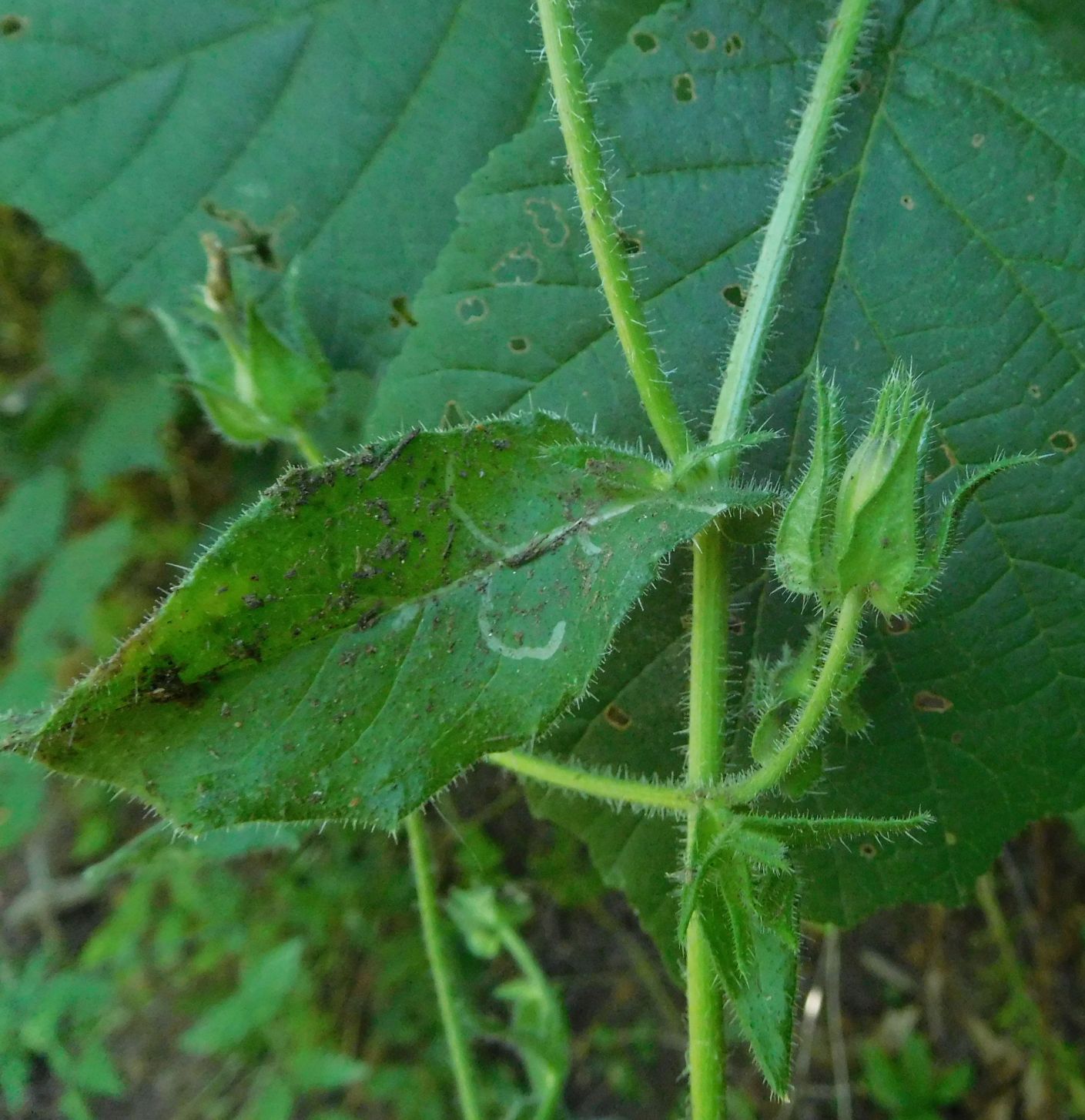 Asteraceae: Helminthotheca echioides