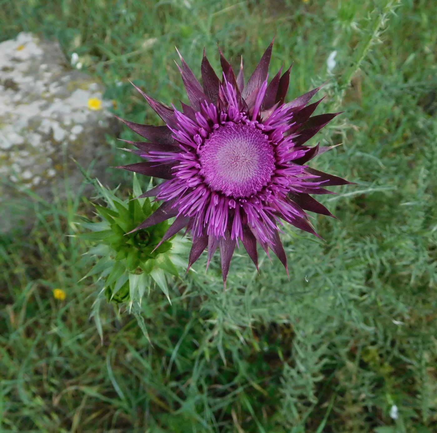 Asteracea da determinare 28apr20