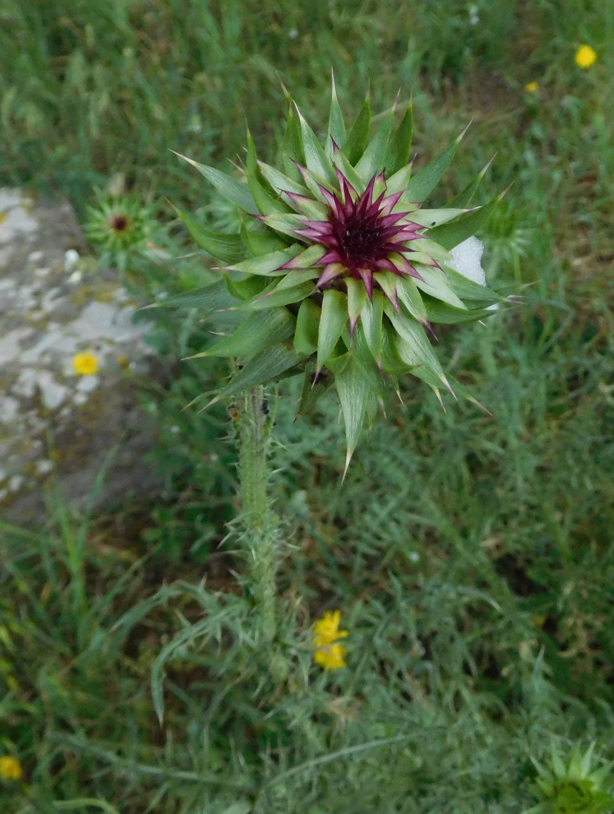 Asteracea da determinare 28apr20