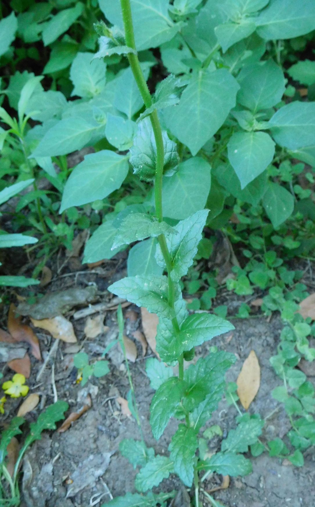 Verbascum blattaria (Scrophulariaceae)
