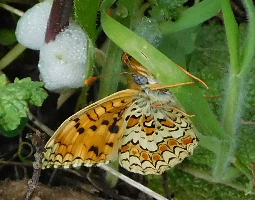 Melitaea phoebe