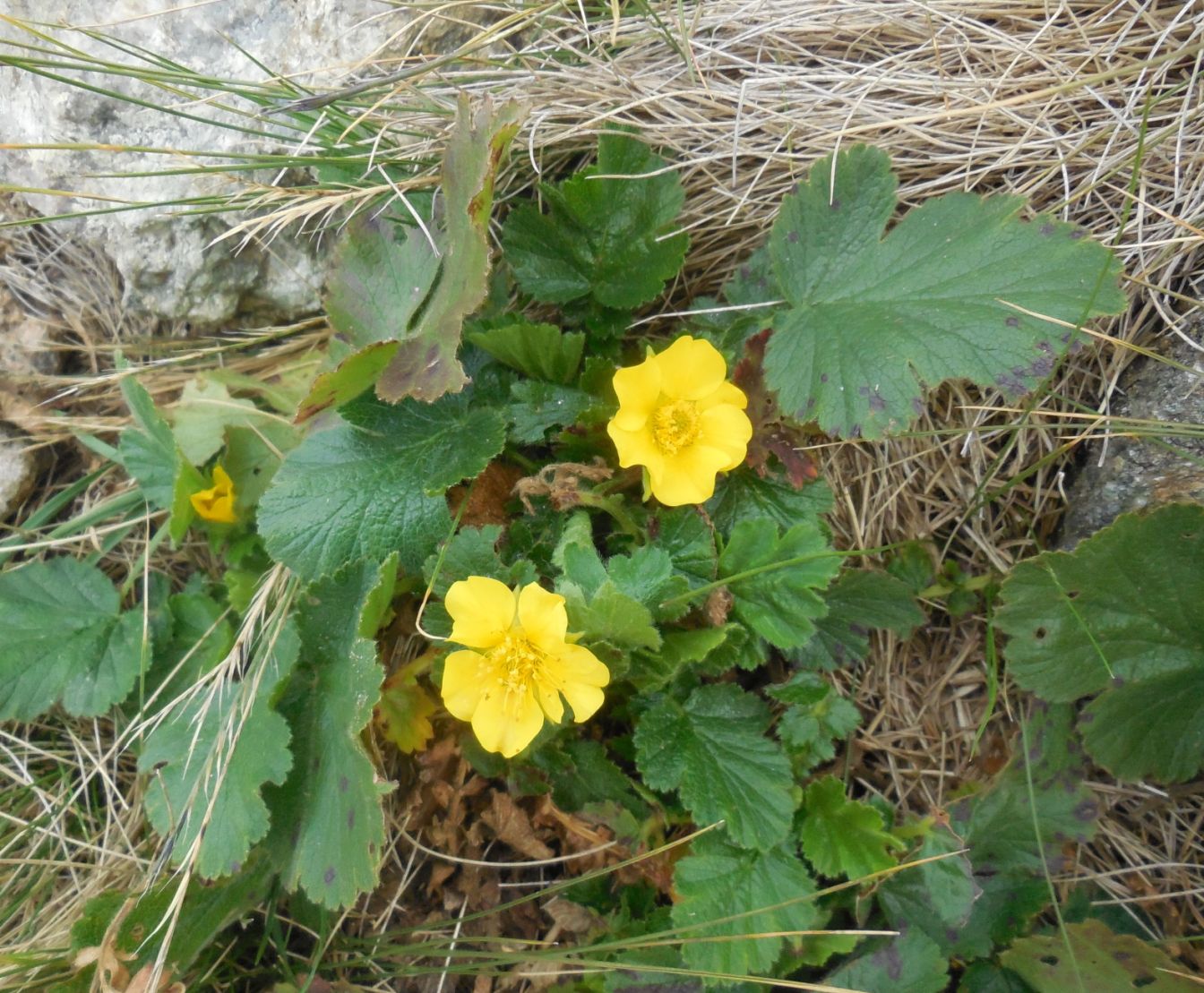 Geum montanum