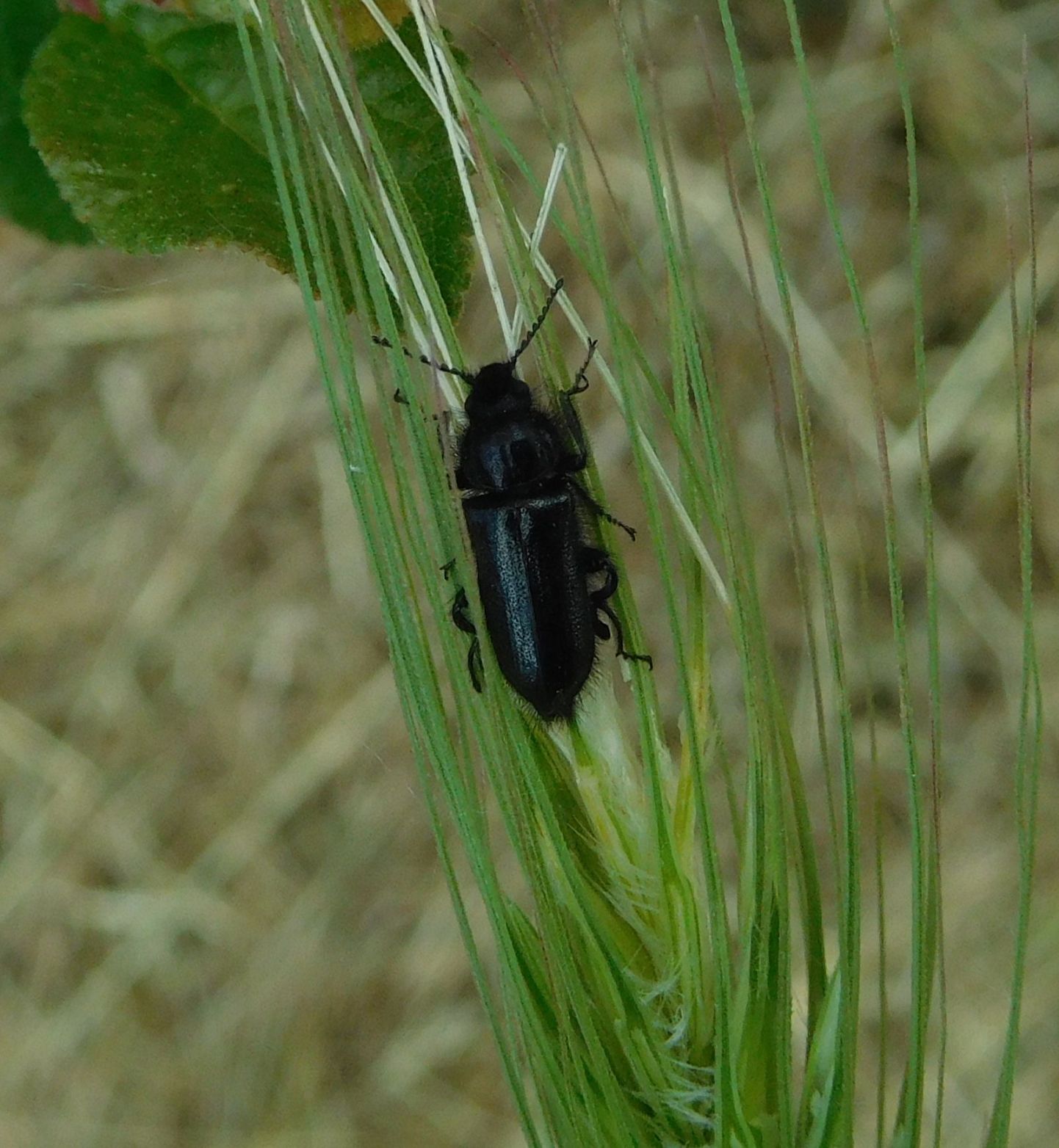 Dasytidae: Enicopus ater