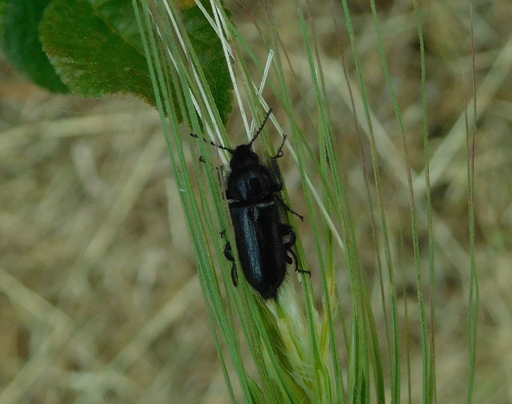 Dasytidae: Enicopus ater