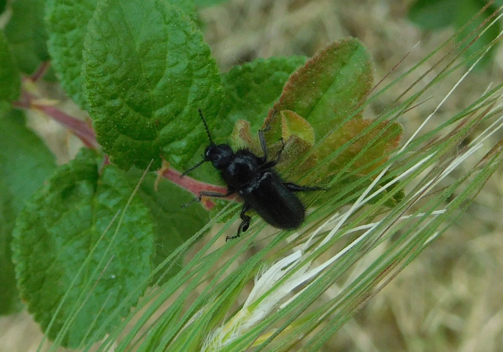 Dasytidae: Enicopus ater