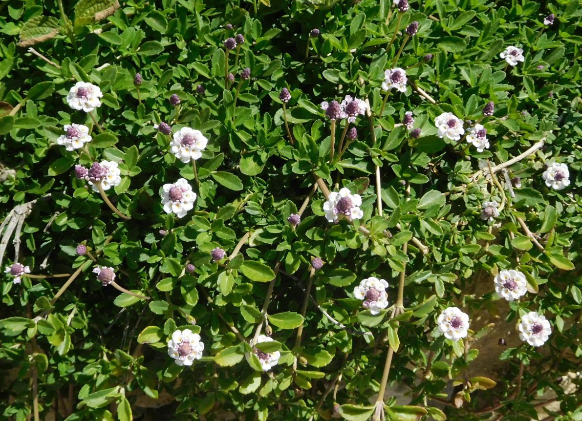 Phyla (= Lippia) nodiflora (Verbenaceae)