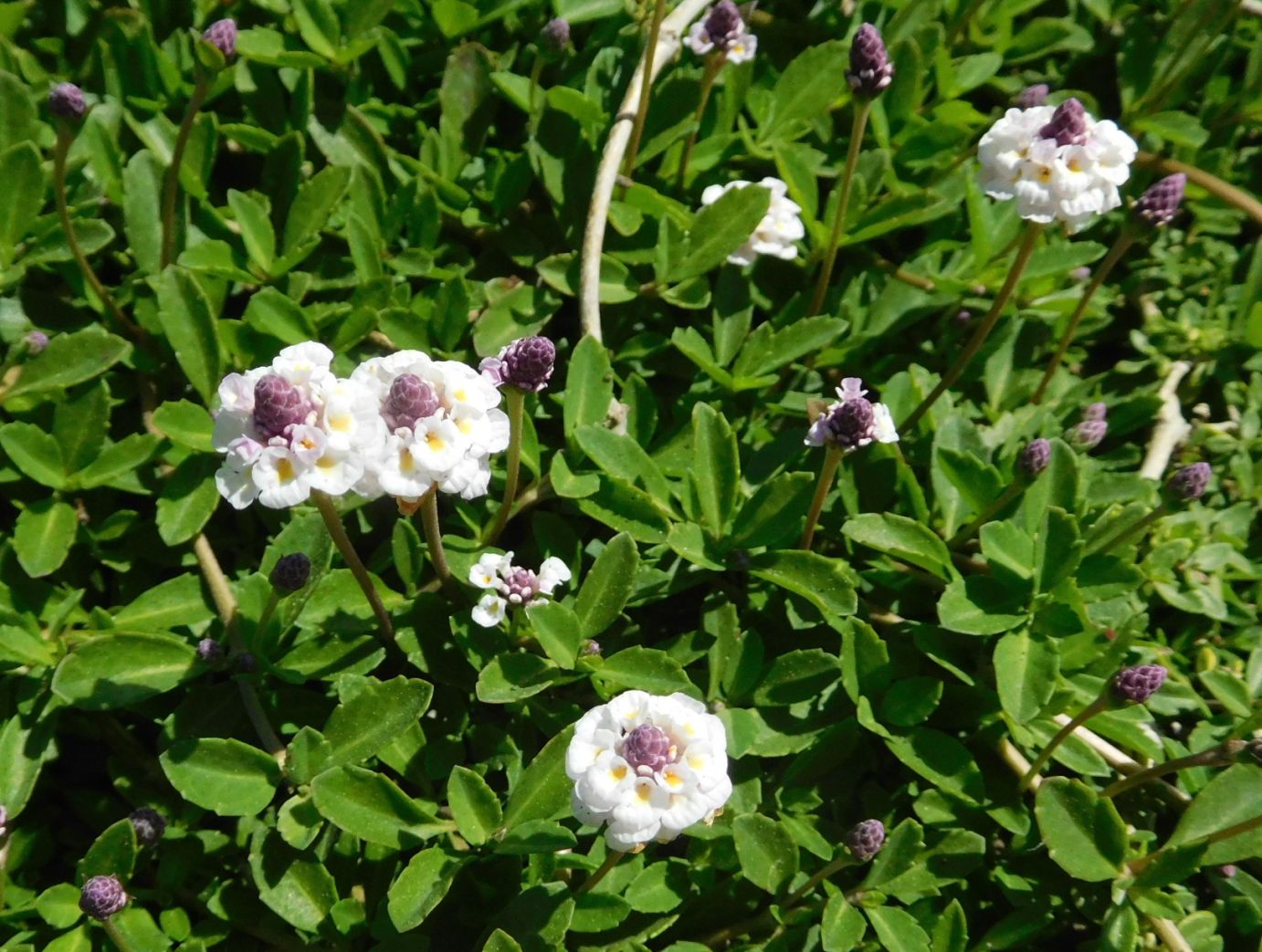 Phyla (= Lippia) nodiflora (Verbenaceae)