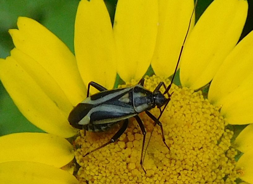 Miridae: Calocoris nemoralis